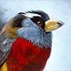 Painting: Toucan-barbet