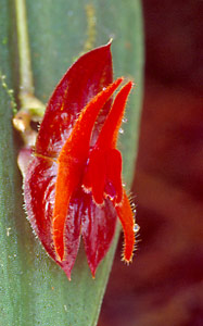 [8 s @ 28.8 kb/s] Sacha Llanganates Lepanthes sp. nov.