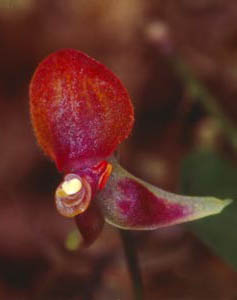 [4 s @ 28.8 kb/s] Lepanthes sp. nov.