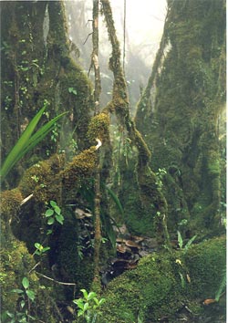 [4 s @ 28.8 kb/s] Forest Interior on Cerro Mayordomo