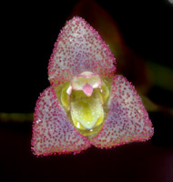 [3 s @ 28.8 kb/s] Stelis sp. 