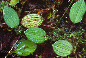 [10 s @ 28.8 kb/s] Teagueia leaves