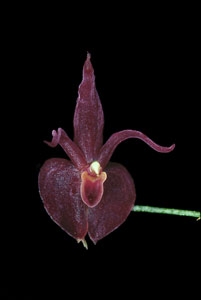 [3 s @28.8 kb/s] T. alyssana