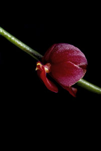 [3 s @ 28.8 kb/s] T. sp. nov.