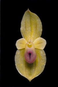 [4 s @ 28.8 kb/s] T. "cherisei"