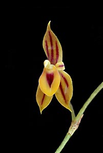 [3 s @ 28.8 kb/s] T. jostii