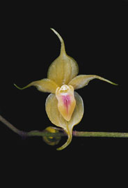 T. "pailinii"