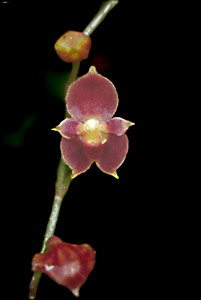 {4 s @ 28.8 kb/s] T. sancheziae