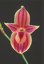 [4 s @ 28.8 kb/s] T. "shepardii"