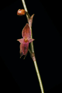 [3 s @ 28.8 kb/s] T. sp. nov.